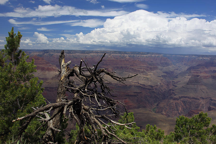 Grand Canyon Blue and Brush Photograph by Gordon Donovan - Fine Art America