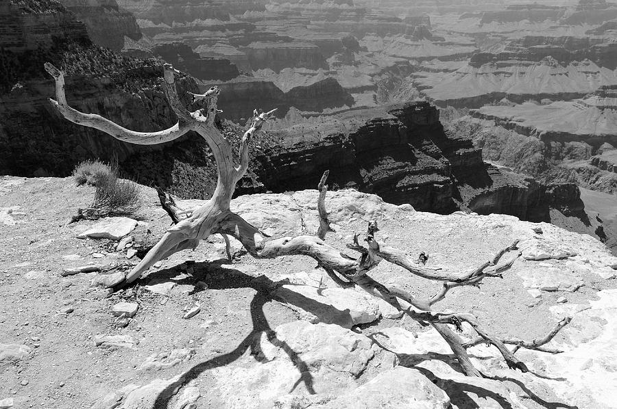 Grand Canyon Branch Photograph by Julie Niemela