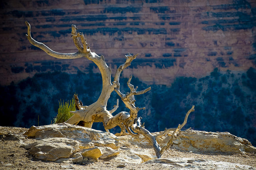 Grand Canyon Dead Tree Photograph by Julie Niemela