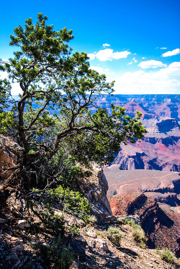 Grand Canyon National Park Photograph - Grand Canyon Hat by David Waldo