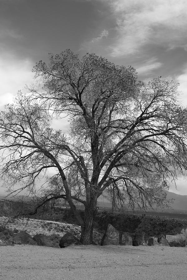 Grand Canyon Life Tree Photograph by Carrie Godwin