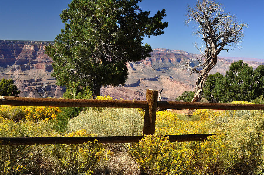 Grand Canyon National Park Arizona Photograph by Marsha Williamson Mohr