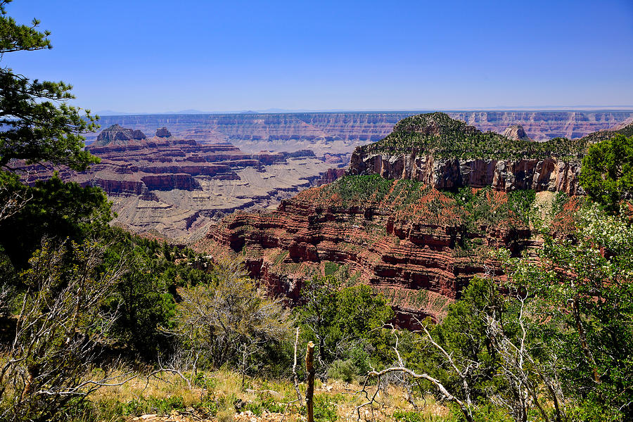 Grand Canyon North Rim View Photograph by Greg Norrell