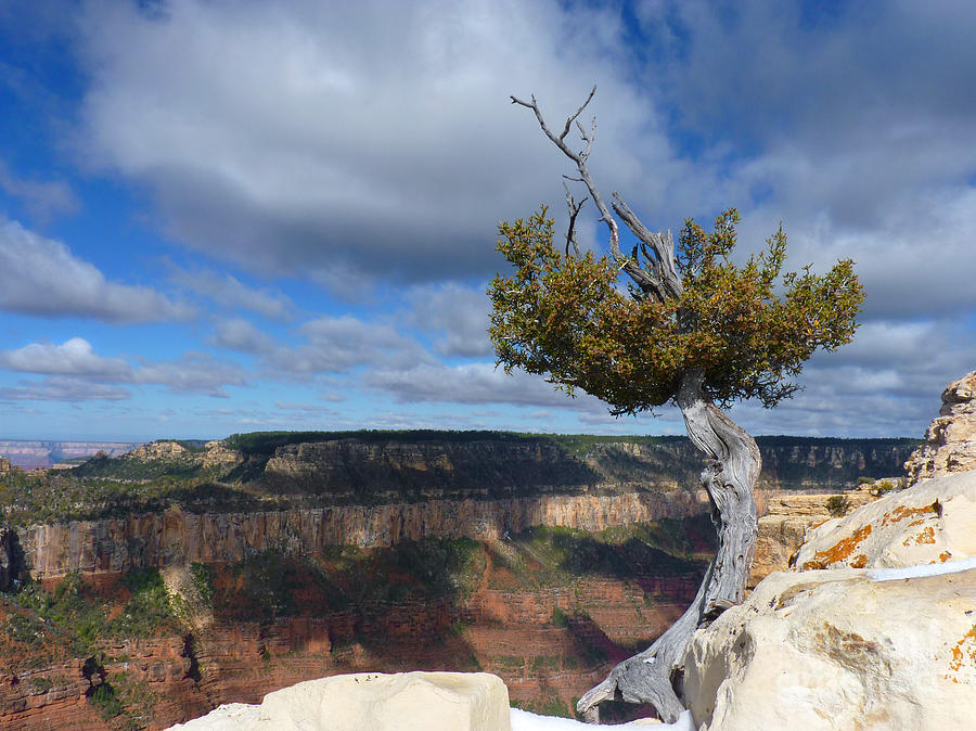 Grand Canyon National Park Photograph - Grand Canyon Struggling Tree by Judee Stalmack
