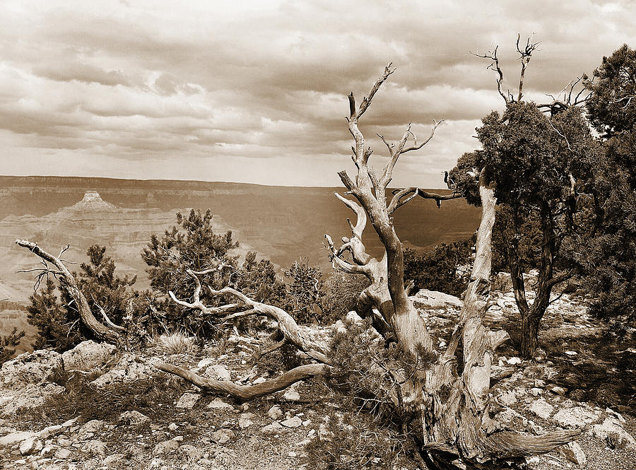 Grand Canyon through Old Trees Photograph by M K Miller