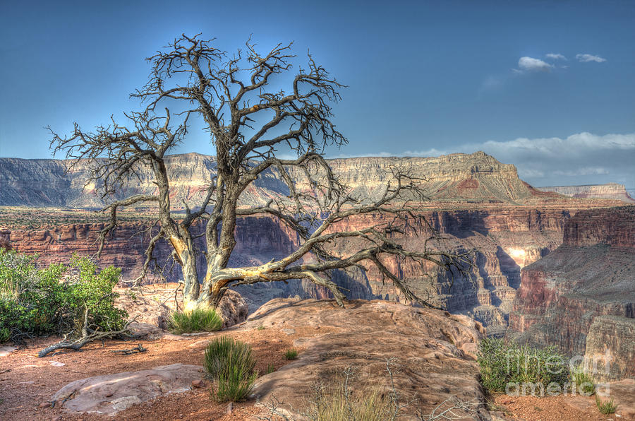 Grand Canyon Tree At Toroweap Photograph by Bob Christopher