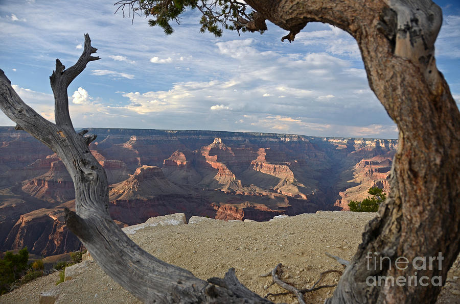 Grand Canyon Tree Photograph by Cassie Marie Photography