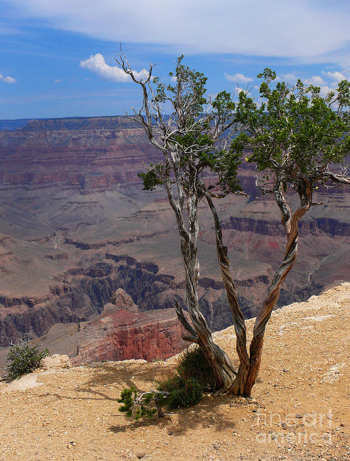 Grand Canyon Tree Photograph by Jeanne  Woods