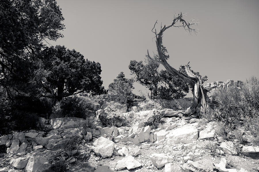 Grand Canyon Tree Photograph by Julie Niemela