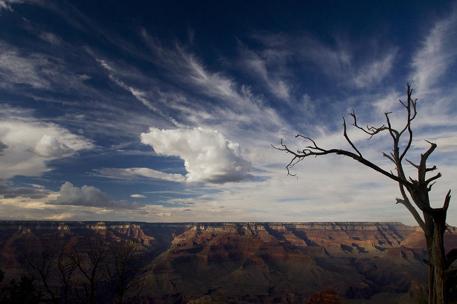 Grand Canyon with a tree Photograph by Sven Brogren