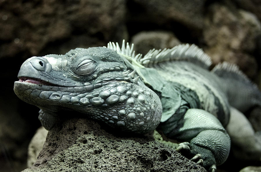 Grand Cayman Iguana - Aka - Blue Iguana Photograph By Brendan Reals ...