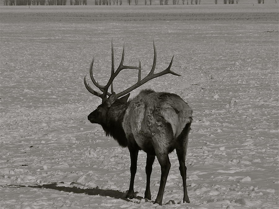 Grand Dad Elk Photograph by Eric Tressler