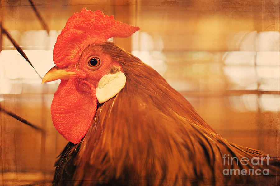 Rooster Photograph - Grand Prize Winner by Kim Fearheiley
