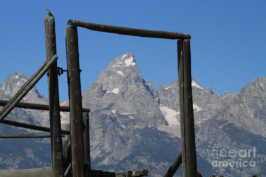 Grand Teton Framed Photograph by Edward R Wisell
