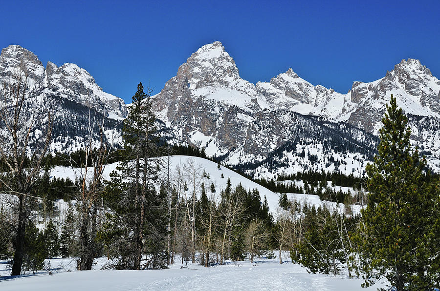 Grand Teton In Winter Photograph by Greg Norrell