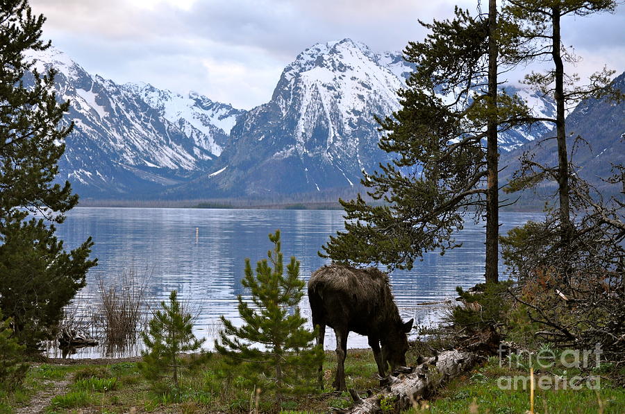 Grand Teton Moose Photograph by Johanne Peale