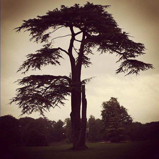 Nature Photograph - Grand Tree At Lydiard Park Swindon by Steve Cox