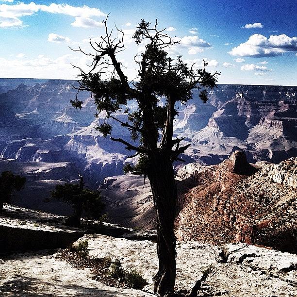 Nature Photograph - #grandcanyon #tree #nature #solitude by Rachel Z