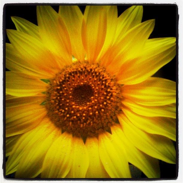 Grandmas Sunflower ..xxx Photograph by Ellie Susko