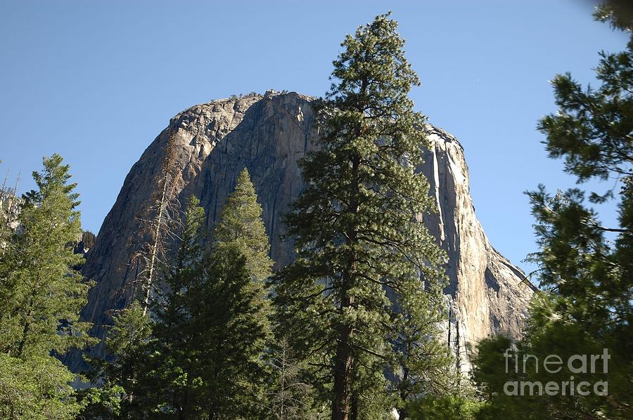 Yosemite National Park Photograph - Granite and Evergreens by Tim Mulina