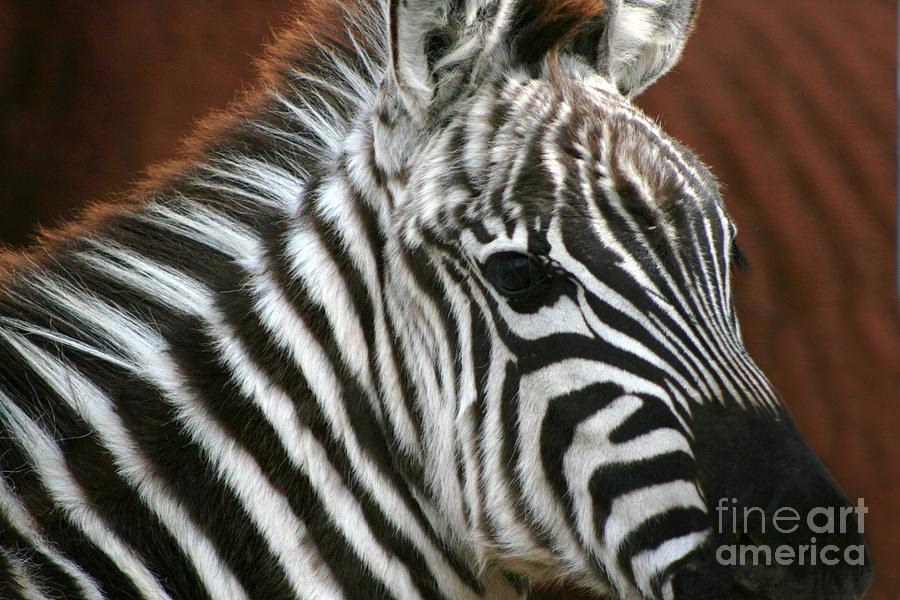 Zebra Photograph - Grant Zebra by Lori Bristow Zebra Photograph - Grant Zebra by Lori Bristow