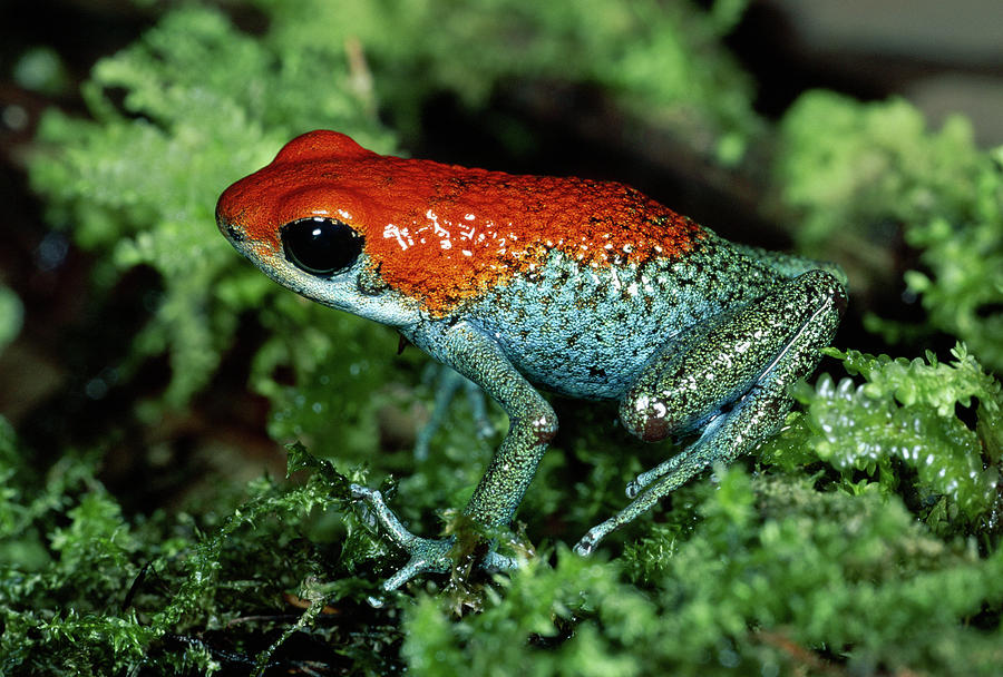 Granular Poison Dart Frog Dendrobates Photograph by Michael & Patricia Fogden