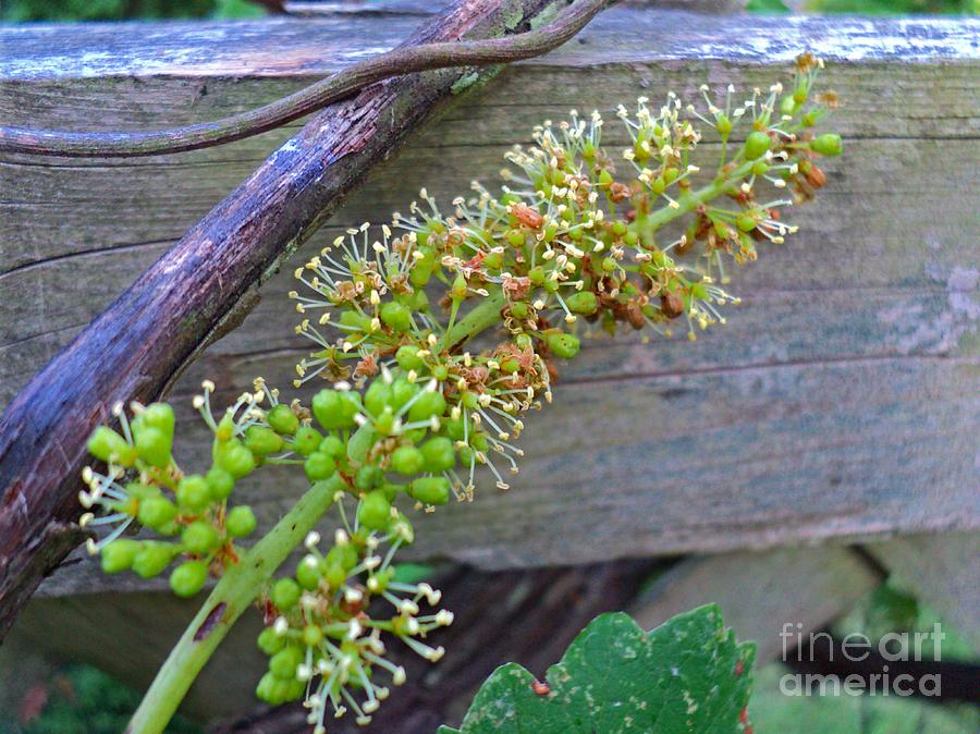 Grape Flowers Blooming Photograph by Padre Art