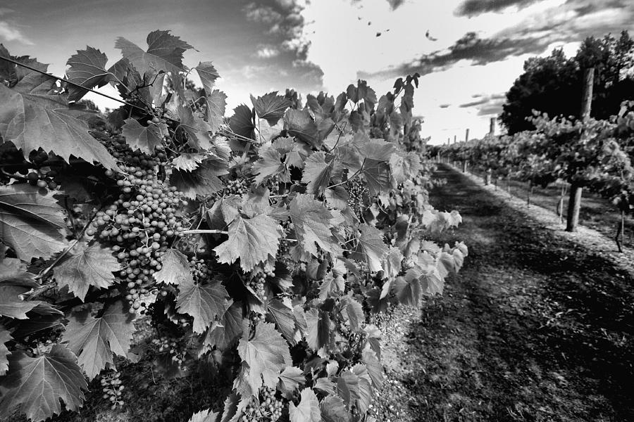 Grape Harvest Photograph by Coby Cooper