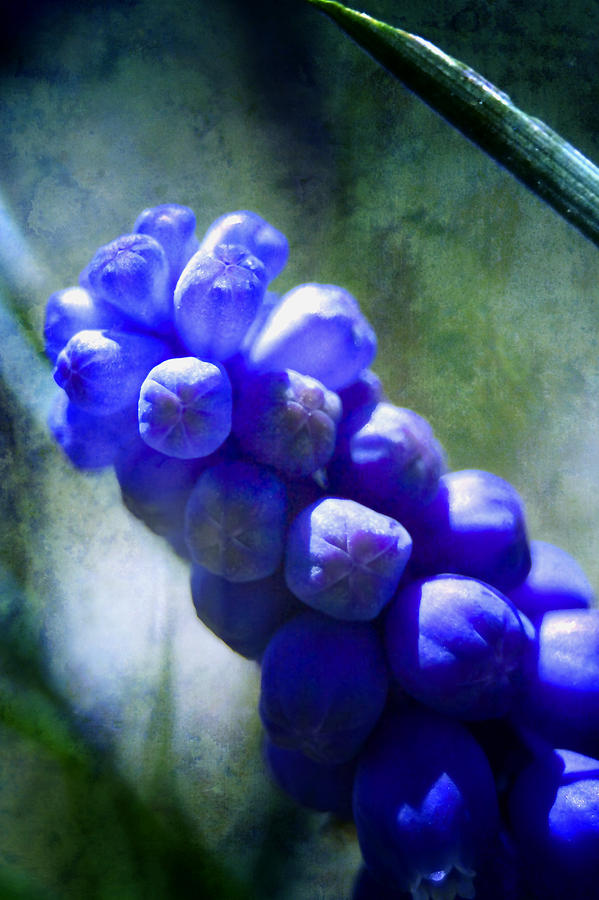Grape Hyacinth Photograph by Ellen Heaverlo