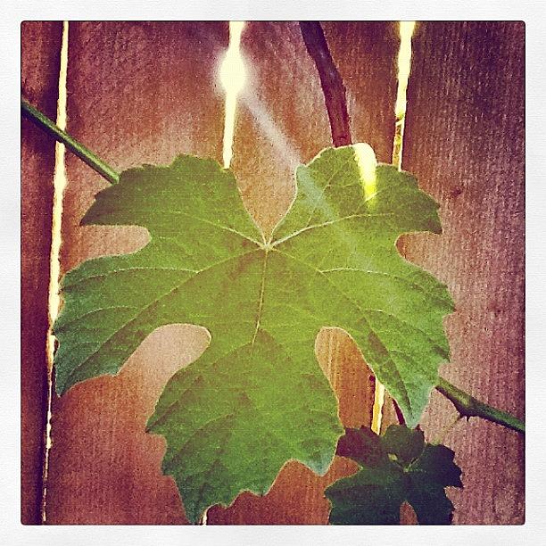 Grape Leaf Photograph by J Rice