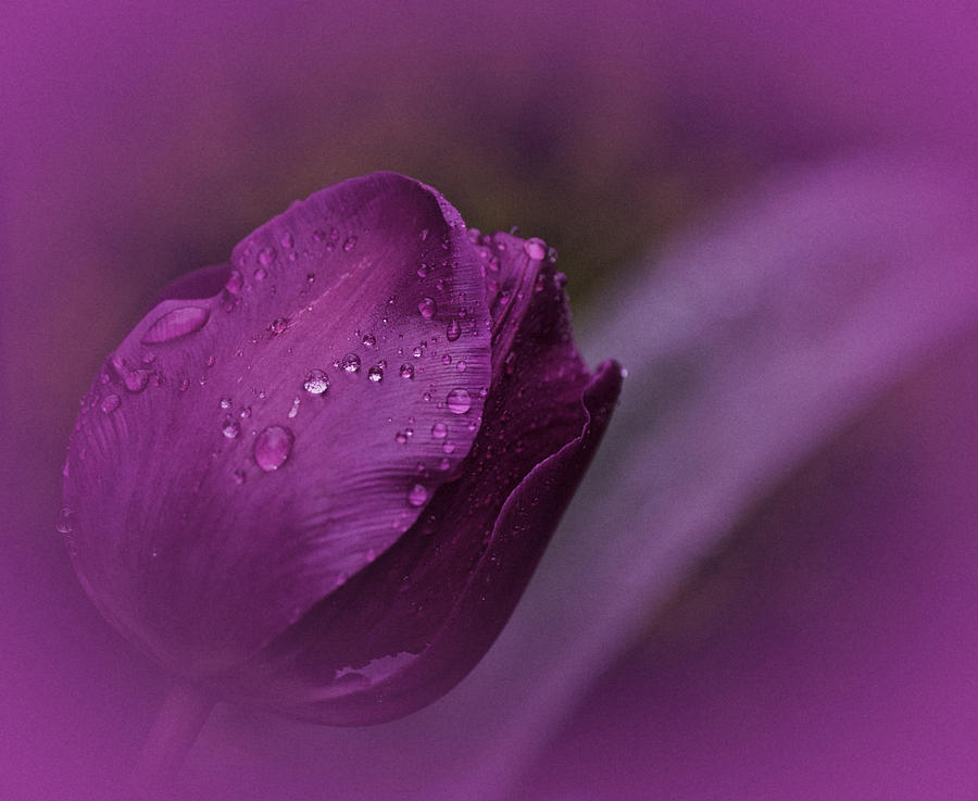 Grape Tulip Photograph by Richard Cummings
