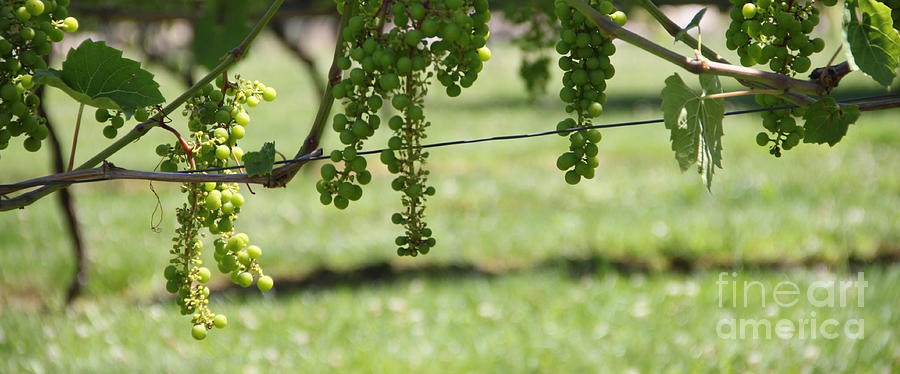 Grape Vine 1 Photograph by Mike Mooney