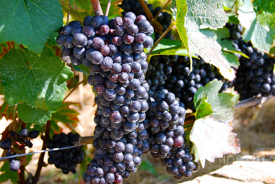Grape Vine Photograph by Ivy Ho