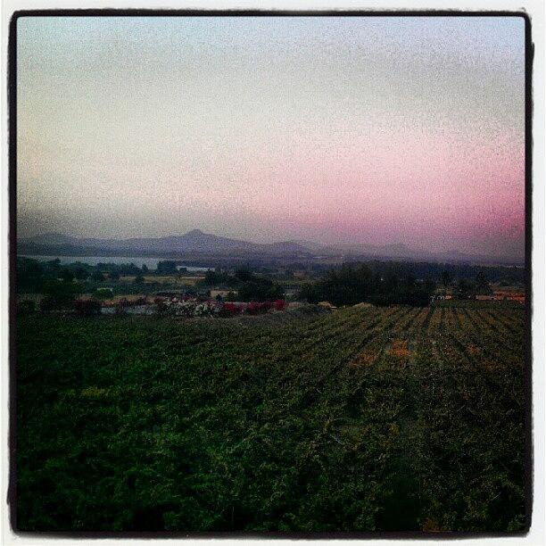 Grape Photograph - Grape Vineyards, Pink Sky, Hills And A by Samay L