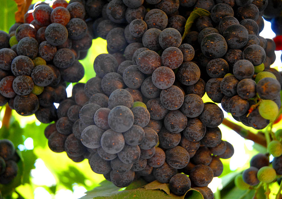 Grapes 3 Photograph by Johnson Moya