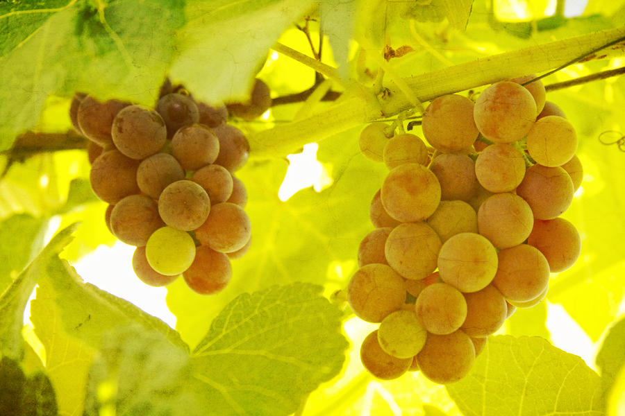 Grapes A fine Art Photography Print and Canvas Art Photograph by James BO Insogna