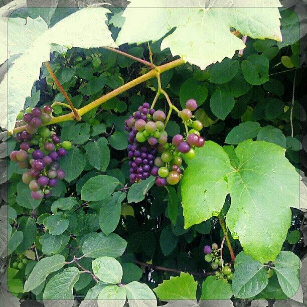 Fruit Photograph - Grapes by Linandara Linandara