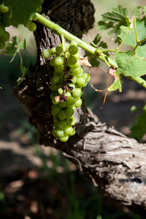 Grapes Photograph by Carole Hinding - Fine Art America