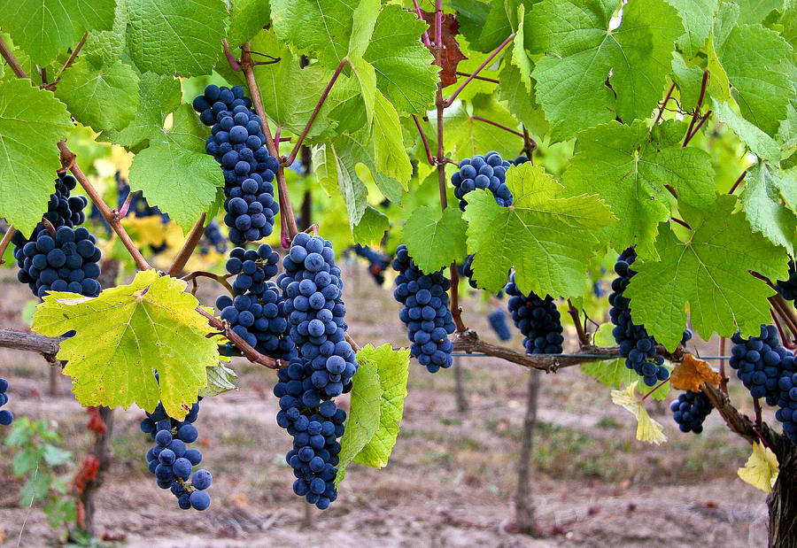 Grapes Photograph by Jean Noren