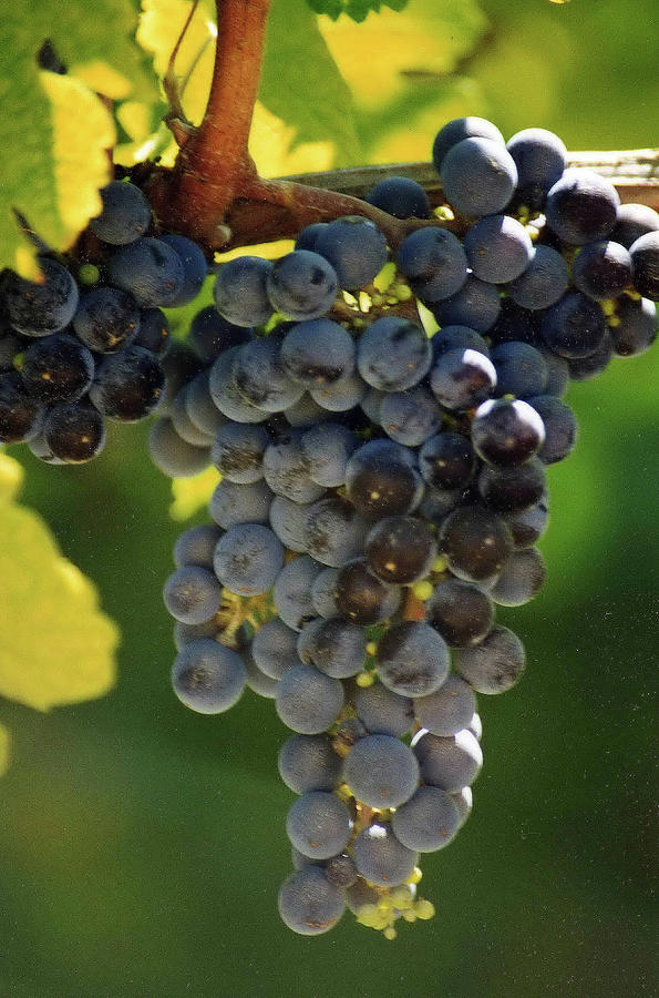 Grapes on the Vine Photograph by Wanda Jesfield