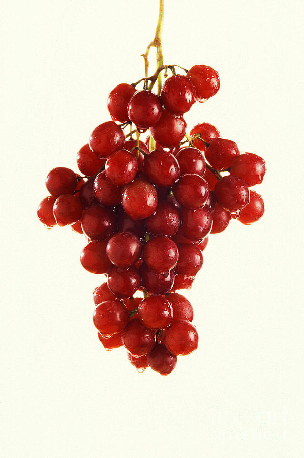 Grapes Photograph by Photo Researchers
