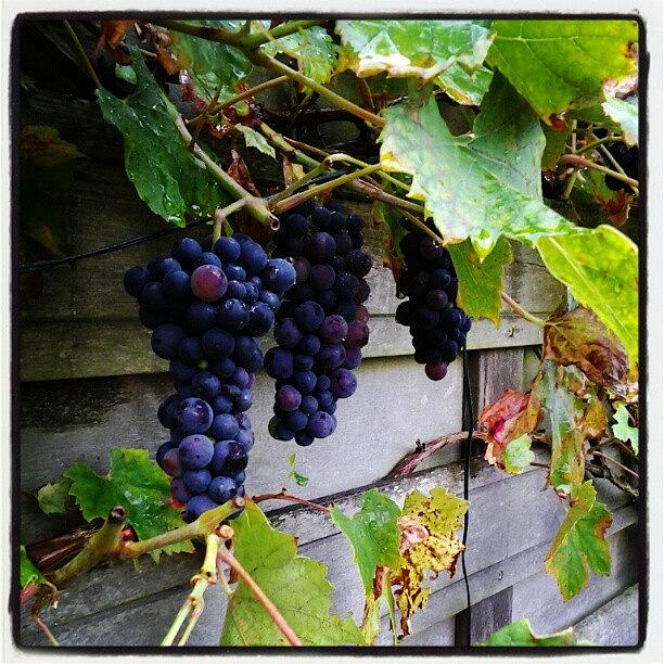 Grape Photograph - Grapes  by Rudy De Koning