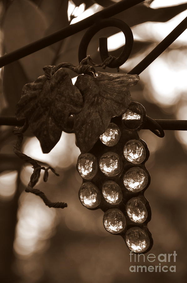 Grapes Photograph by Tatyana Searcy