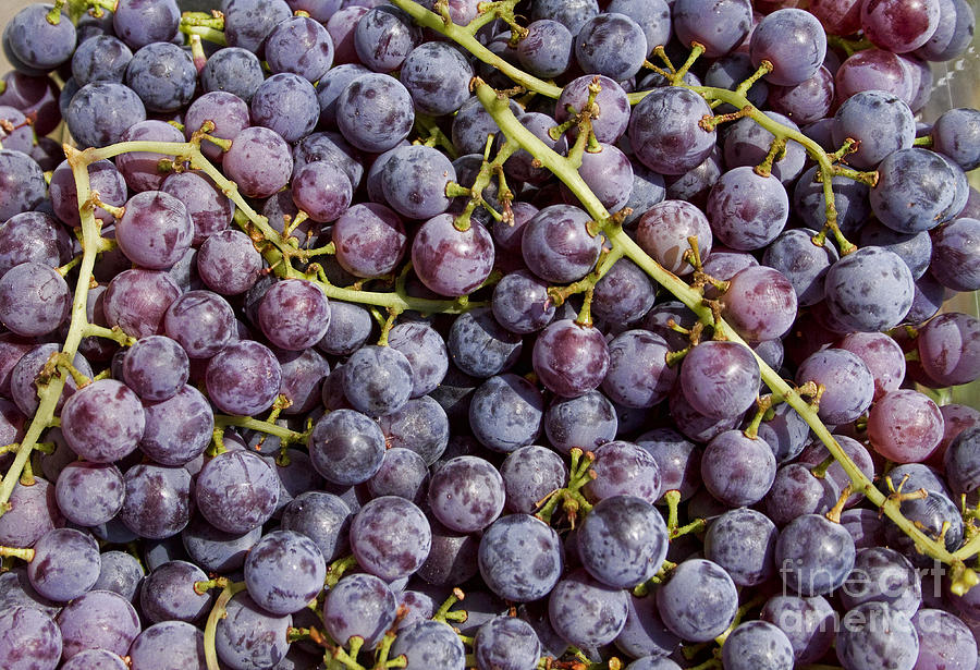 Grapes Up Close Photograph by James BO Insogna