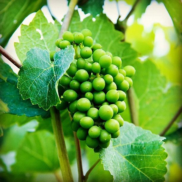 Grape Photograph - #grapes #winery #vines #instagood by Jordan Rosales