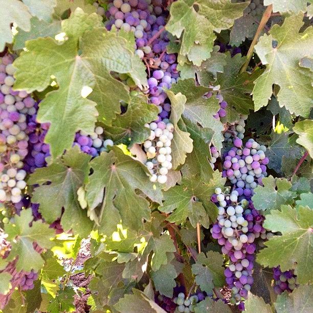 Grape Photograph - Grapevines #grapes #grapevine by Paul Wallingford