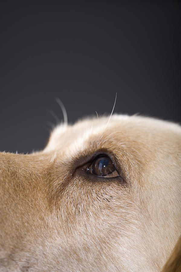 Graphic Portrait Of Dog Head, Close-up Photograph by Apple Tree House