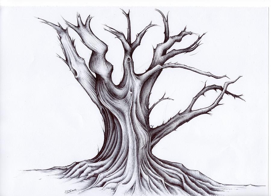 Grarley Old Tree Drawing by Steven Davis