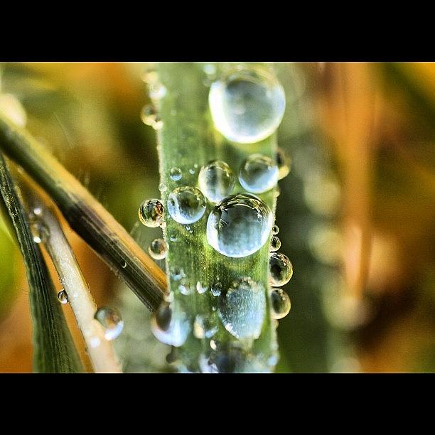 Instagram Photograph - #gras #waterdrops #water #closeup by Guenter Casten