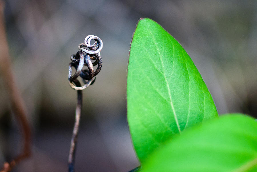 Vine Photograph - Grasping by Jason Heckman Vine Photograph - Grasping by Jason Heckman